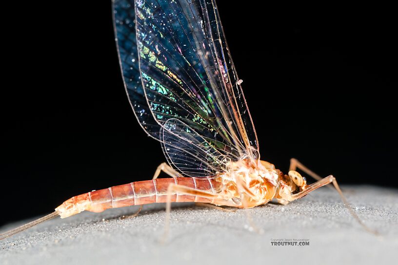 Female Cinygmula ramaleyi (Small Western Gordon Quill) Mayfly Spinner from Star Hope Creek in Idaho