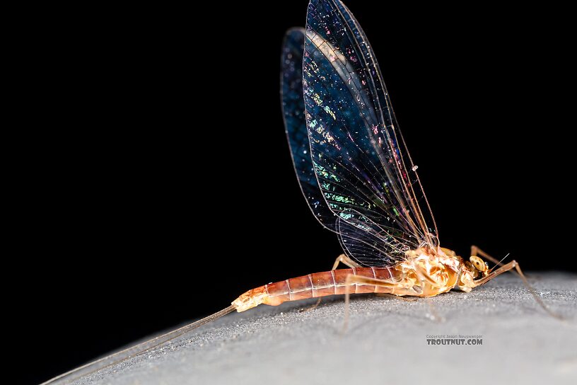 Female Cinygmula ramaleyi (Small Western Gordon Quill) Mayfly Spinner from Star Hope Creek in Idaho