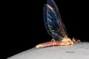 Female Cinygmula ramaleyi (Small Western Gordon Quill) Mayfly Spinner