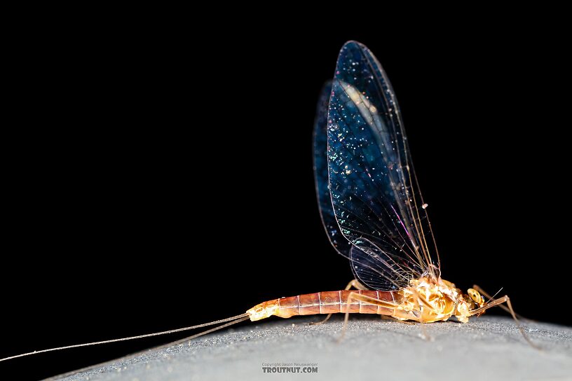 Female Cinygmula ramaleyi (Small Western Gordon Quill) Mayfly Spinner from Star Hope Creek in Idaho