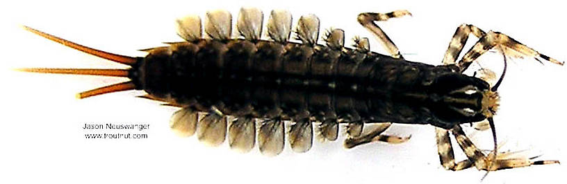 Isonychia bicolor (Mahogany Dun) Mayfly Nymph from the Namekagon River in Wisconsin