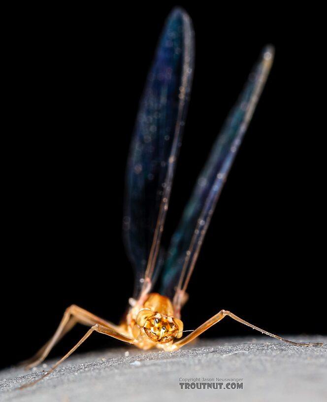 Female Cinygmula ramaleyi (Small Western Gordon Quill) Mayfly Spinner from Star Hope Creek in Idaho