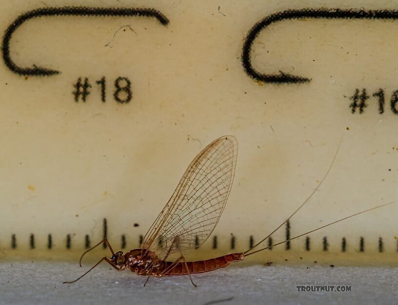 Female Cinygmula ramaleyi (Small Western Gordon Quill) Mayfly Spinner from Star Hope Creek in Idaho