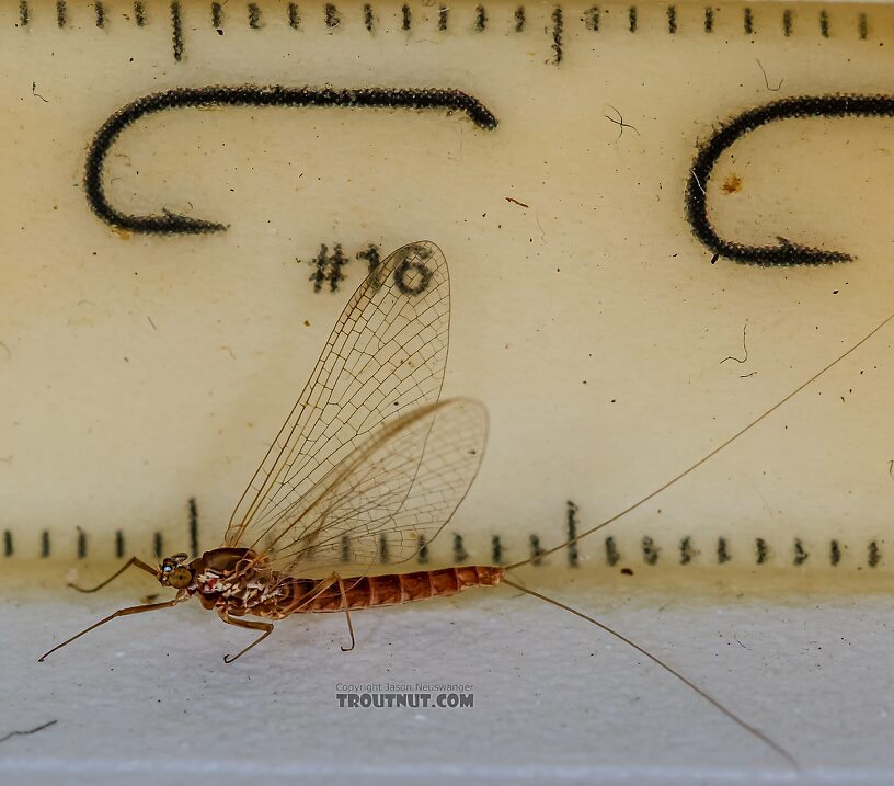 Female Cinygmula ramaleyi (Small Western Gordon Quill) Mayfly Spinner from Star Hope Creek in Idaho