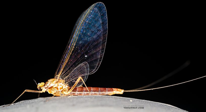 Female Cinygmula ramaleyi (Small Western Gordon Quill) Mayfly Spinner from Star Hope Creek in Idaho