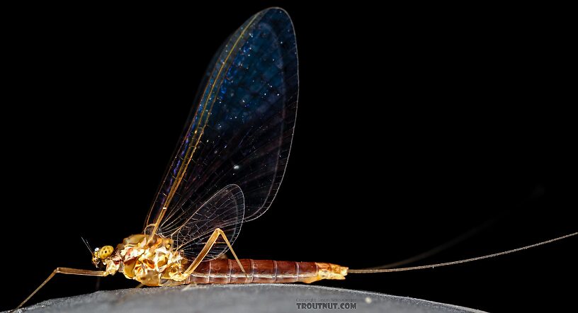 Female Cinygmula ramaleyi (Small Western Gordon Quill) Mayfly Spinner from Star Hope Creek in Idaho