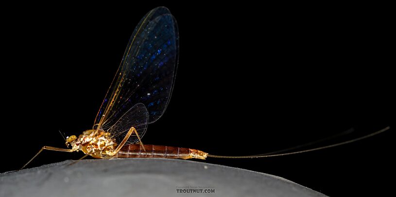 Female Cinygmula ramaleyi (Small Western Gordon Quill) Mayfly Spinner from Star Hope Creek in Idaho