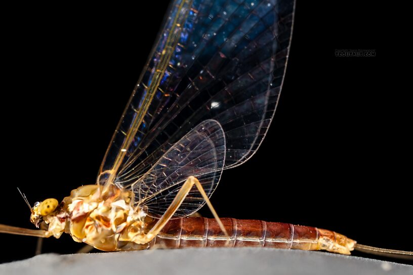 Female Cinygmula ramaleyi (Small Western Gordon Quill) Mayfly Spinner from Star Hope Creek in Idaho