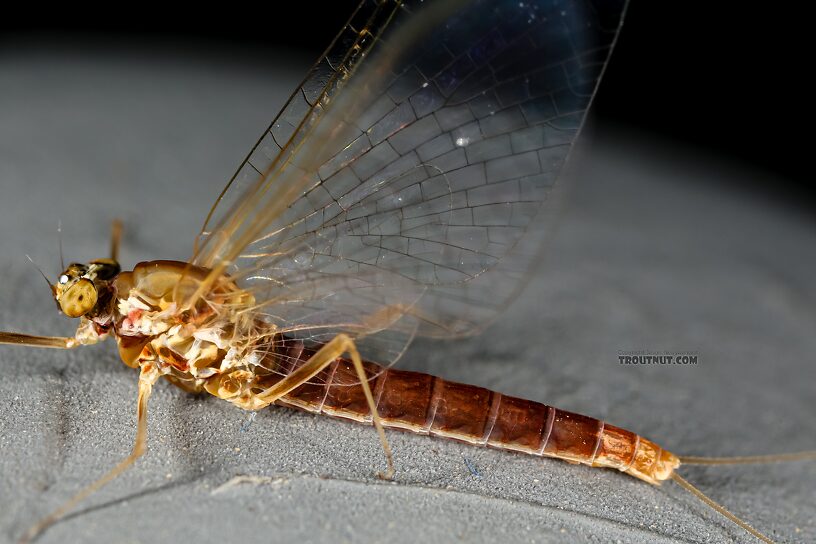 Female Cinygmula ramaleyi (Small Western Gordon Quill) Mayfly Spinner from Star Hope Creek in Idaho