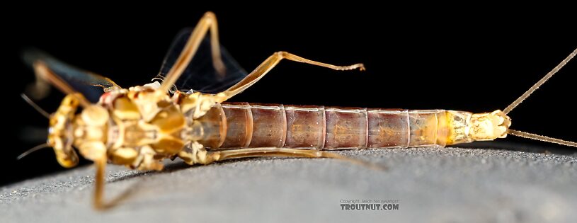 Female Cinygmula ramaleyi (Small Western Gordon Quill) Mayfly Spinner from Star Hope Creek in Idaho