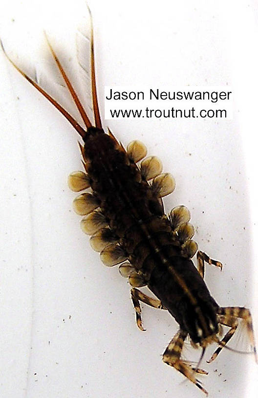 Isonychia bicolor (Mahogany Dun) Mayfly Nymph from the Namekagon River in Wisconsin