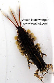 Isonychia bicolor (Mahogany Dun) Mayfly Nymph