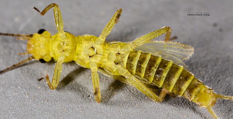 Male Chloroperlidae (Sallflies) Stonefly Adult from Green Lake Outlet in Idaho