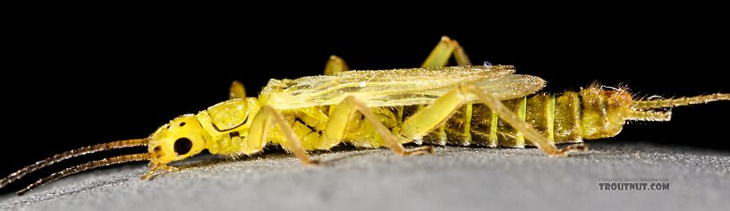 Male Chloroperlidae (Sallflies) Stonefly Adult from Green Lake Outlet in Idaho