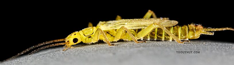 Male Chloroperlidae (Sallflies) Stonefly Adult from Green Lake Outlet in Idaho