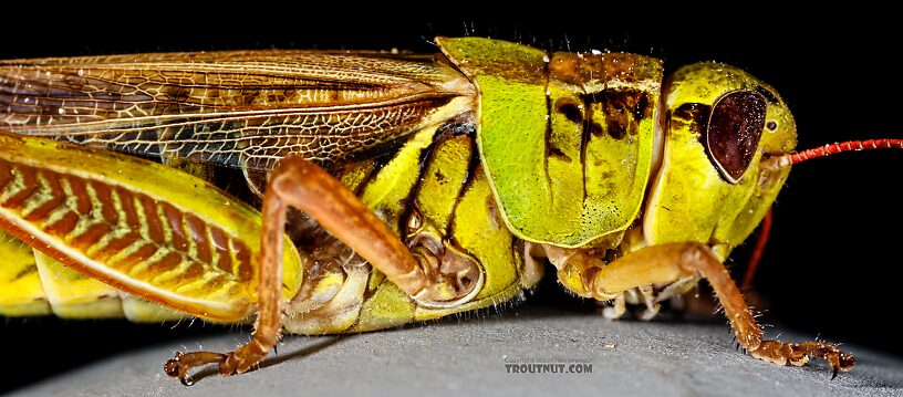 Acrididae (Grasshoppers) Grasshopper Adult from Green Lake Outlet in Idaho