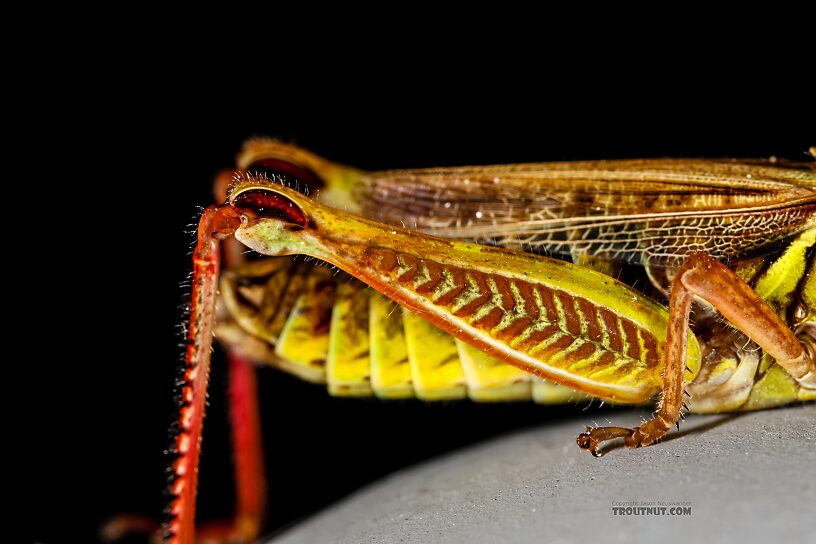 Acrididae (Grasshoppers) Grasshopper Adult from Green Lake Outlet in Idaho