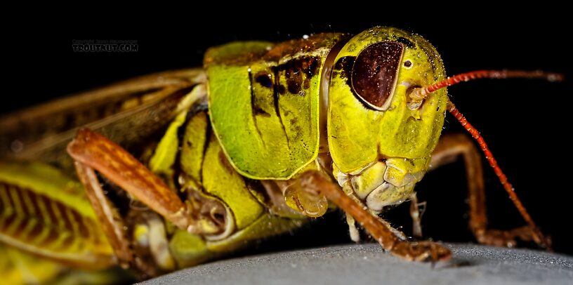 Acrididae (Grasshoppers) Grasshopper Adult from Green Lake Outlet in Idaho