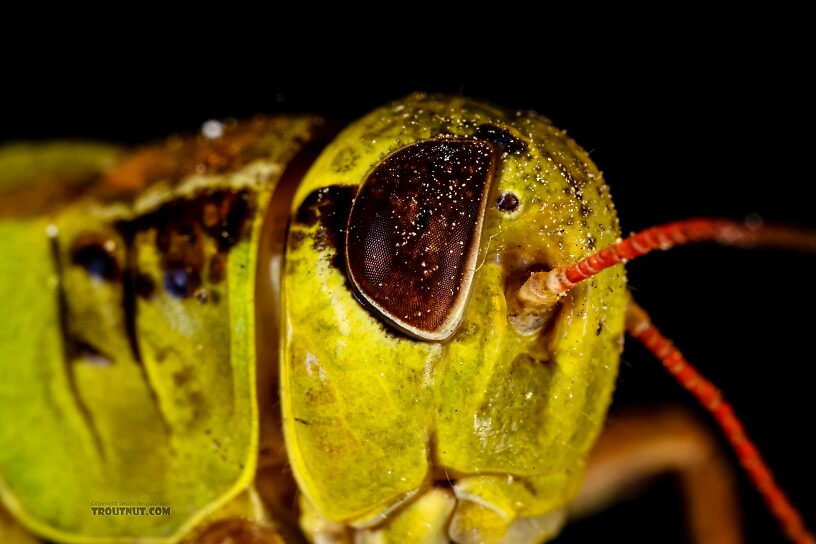 Acrididae (Grasshoppers) Grasshopper Adult from Green Lake Outlet in Idaho