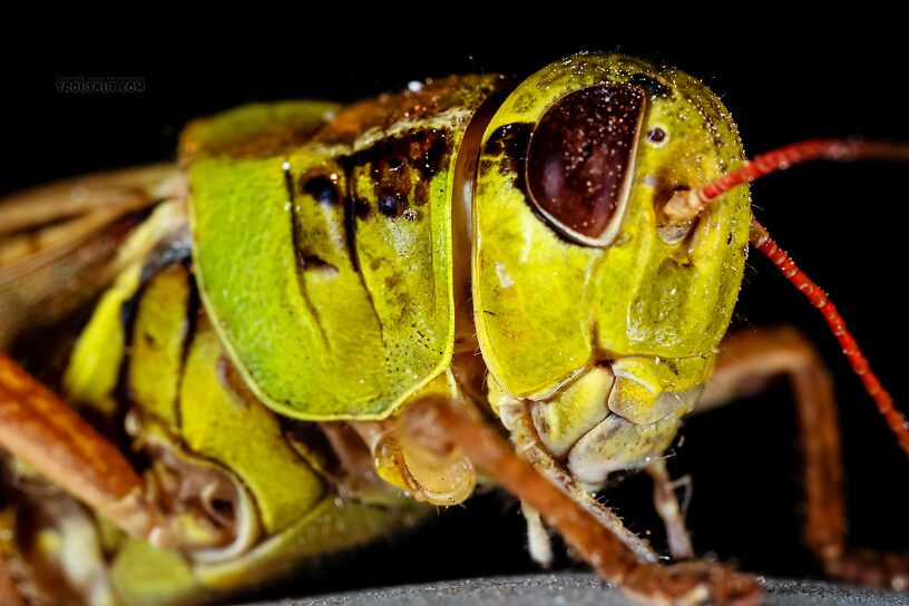 Acrididae (Grasshoppers) Grasshopper Adult from Green Lake Outlet in Idaho