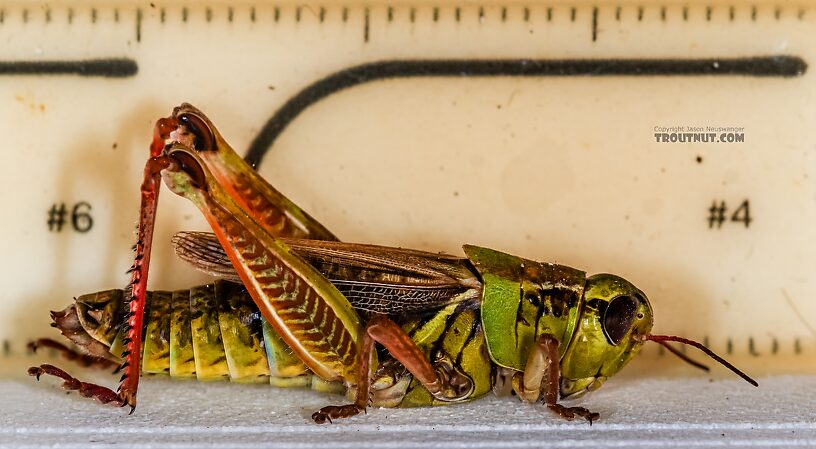 Acrididae (Grasshoppers) Grasshopper Adult from Green Lake Outlet in Idaho