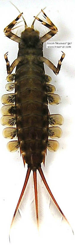 Isonychia bicolor (Mahogany Dun) Mayfly Nymph from the Namekagon River in Wisconsin