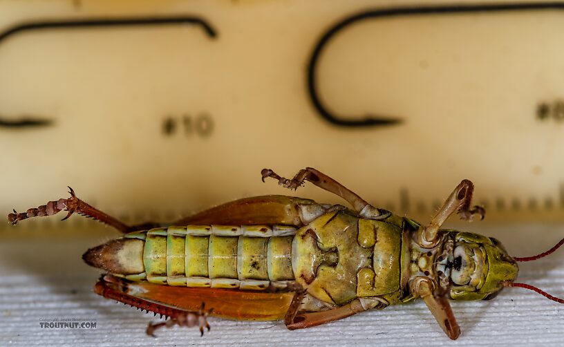 Acrididae (Grasshoppers) Grasshopper Adult from Green Lake Outlet in Idaho