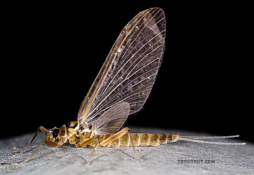 Female Cinygmula (Dark Red Quills) Mayfly Dun from Green Lake Outlet in Idaho