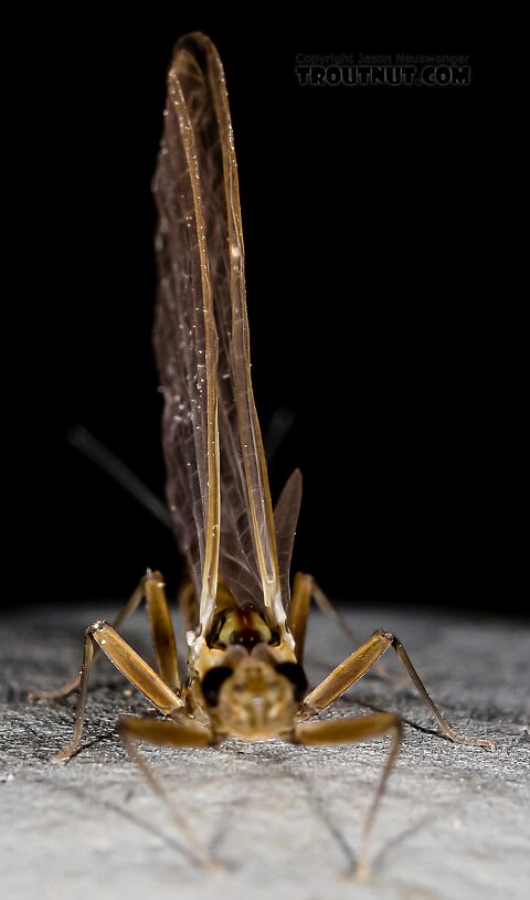 Female Cinygmula (Dark Red Quills) Mayfly Dun from Green Lake Outlet in Idaho