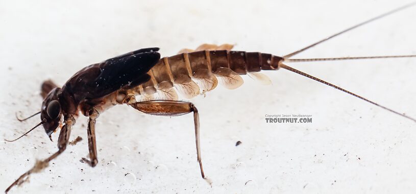 Cinygmula (Dark Red Quills) Mayfly Nymph from Green Lake Outlet in Idaho