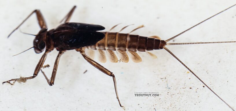 Cinygmula (Dark Red Quills) Mayfly Nymph from Green Lake Outlet in Idaho