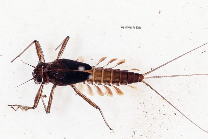 Cinygmula (Dark Red Quills) Mayfly Nymph from Green Lake Outlet in Idaho