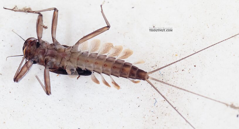 Cinygmula (Dark Red Quills) Mayfly Nymph from Green Lake Outlet in Idaho