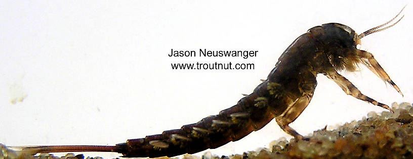 Isonychia bicolor (Mahogany Dun) Mayfly Nymph from the Namekagon River in Wisconsin