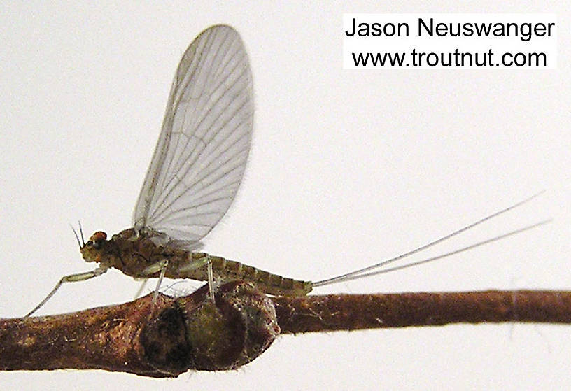 Female Baetidae (Blue-Winged Olives) Mayfly Dun from unknown in Wisconsin