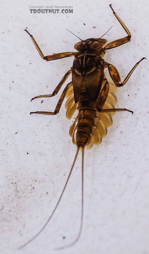 Epeorus deceptivus Mayfly Nymph from Green Lake Outlet in Idaho