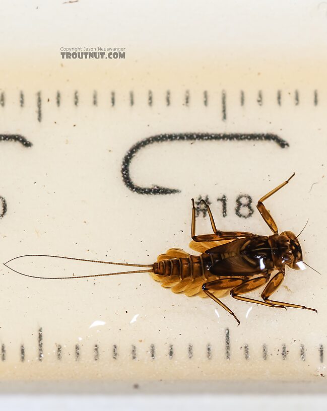 Epeorus deceptivus Mayfly Nymph from Green Lake Outlet in Idaho