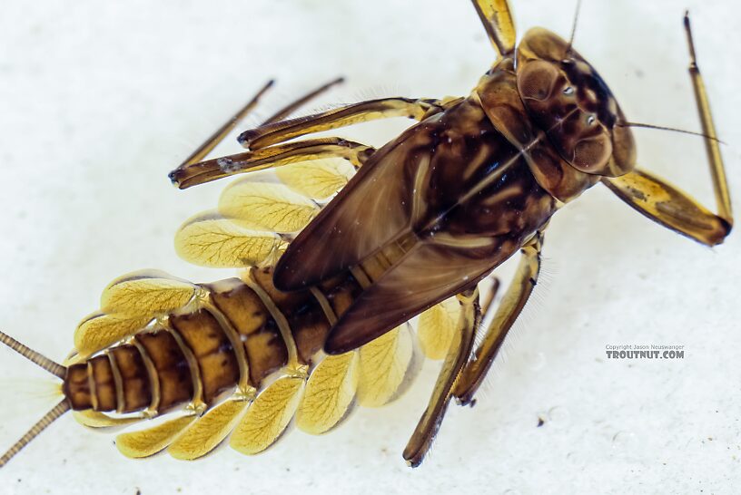 Epeorus deceptivus Mayfly Nymph from Green Lake Outlet in Idaho