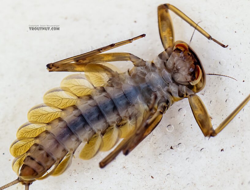 Epeorus deceptivus Mayfly Nymph from Green Lake Outlet in Idaho