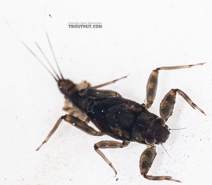 Drunella coloradensis (Small Western Green Drake) Mayfly Nymph from Green Lake Outlet in Idaho