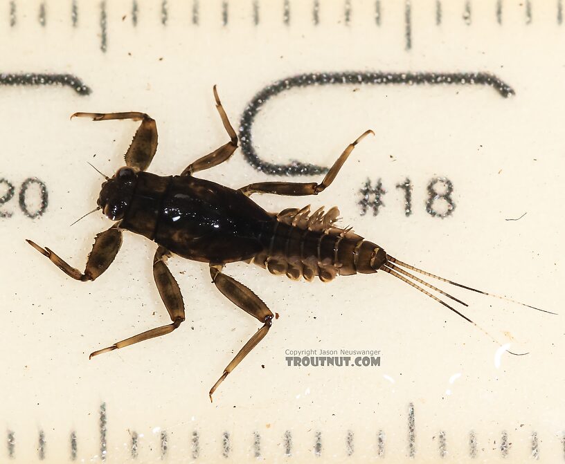 Note this nymph is a lot larger than the size 18 hook in the picture, at least a 16 or perhaps 14. It was just squirming around too much to photograph next to the correct hook size.  Drunella coloradensis (Small Western Green Drake) Mayfly Nymph from Green Lake Outlet in Idaho