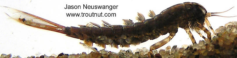 Isonychia bicolor (Mahogany Dun) Mayfly Nymph from the Namekagon River in Wisconsin