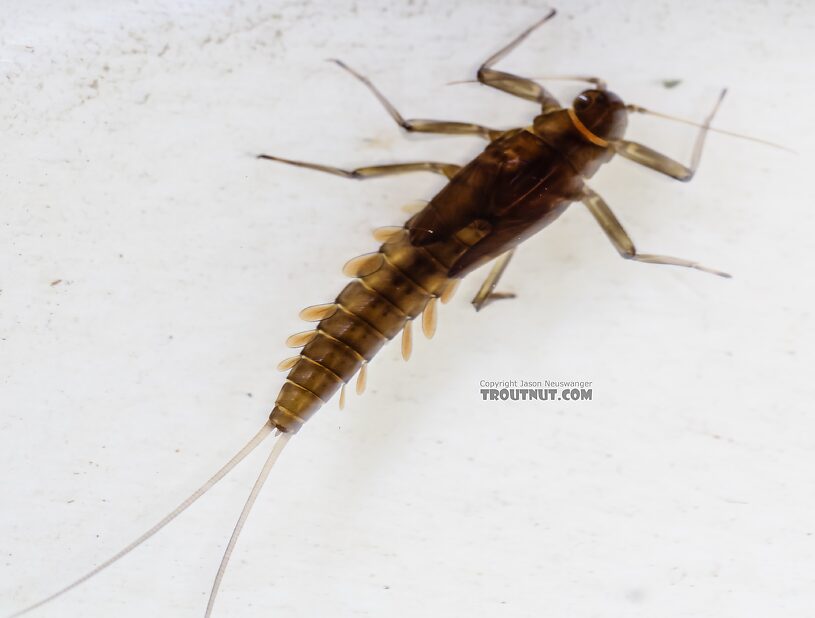 Baetis bicaudatus (BWO) Mayfly Nymph from Green Lake Outlet in Idaho