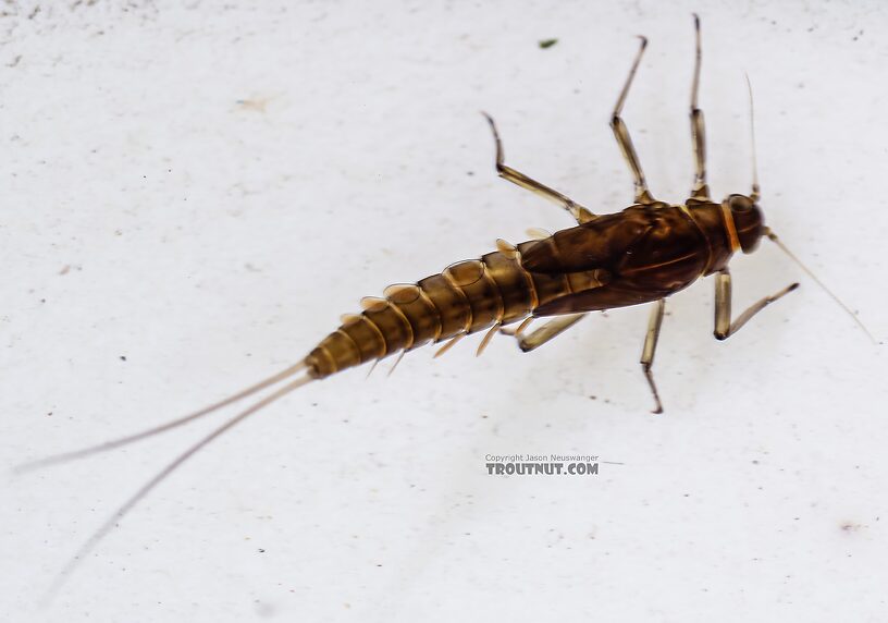 Baetis bicaudatus (BWO) Mayfly Nymph from Green Lake Outlet in Idaho