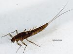 Baetis bicaudatus (BWO) Mayfly Nymph