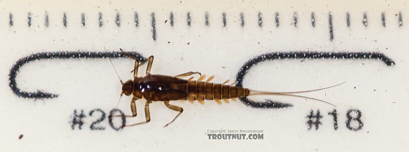 Baetis bicaudatus (BWO) Mayfly Nymph from Green Lake Outlet in Idaho