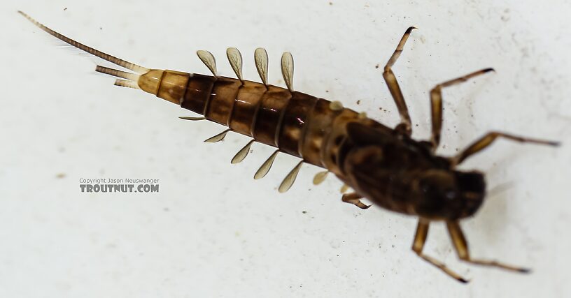 In another specimen with intact tails, all three were about the same length.  Ameletus (Brown Duns) Mayfly Nymph from Green Lake Outlet in Idaho