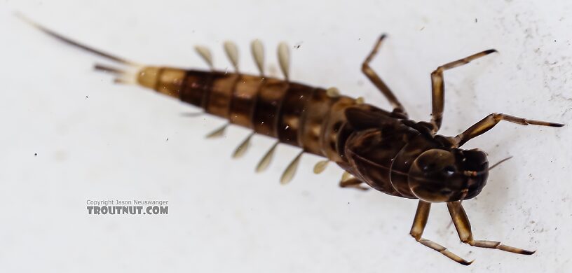 Ameletus (Brown Duns) Mayfly Nymph from Green Lake Outlet in Idaho