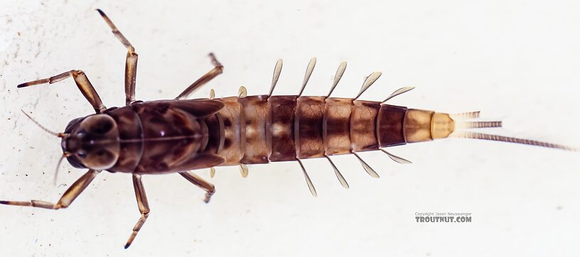 Ameletus (Brown Duns) Mayfly Nymph from Green Lake Outlet in Idaho