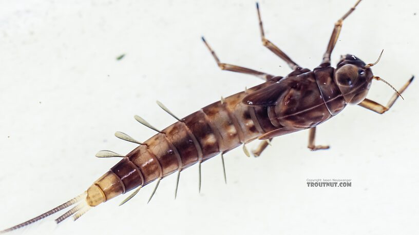 Ameletus (Brown Duns) Mayfly Nymph from Green Lake Outlet in Idaho